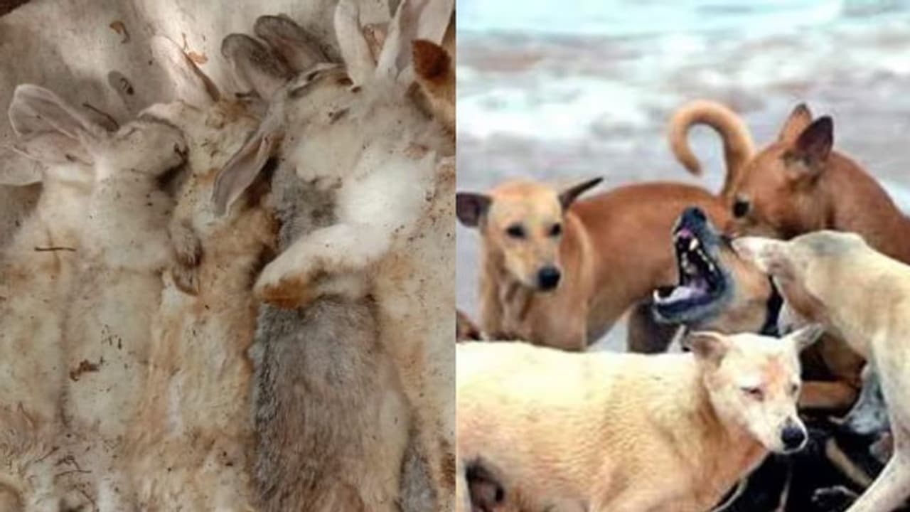 ഇരുമ്പ് കൂട് തകര്‍ത്തു; ഓമനിച്ച് വളർത്തിയ മുയലുകളെ കടിച്ച് കൊന്ന് തെരുവ് നായകൾ 