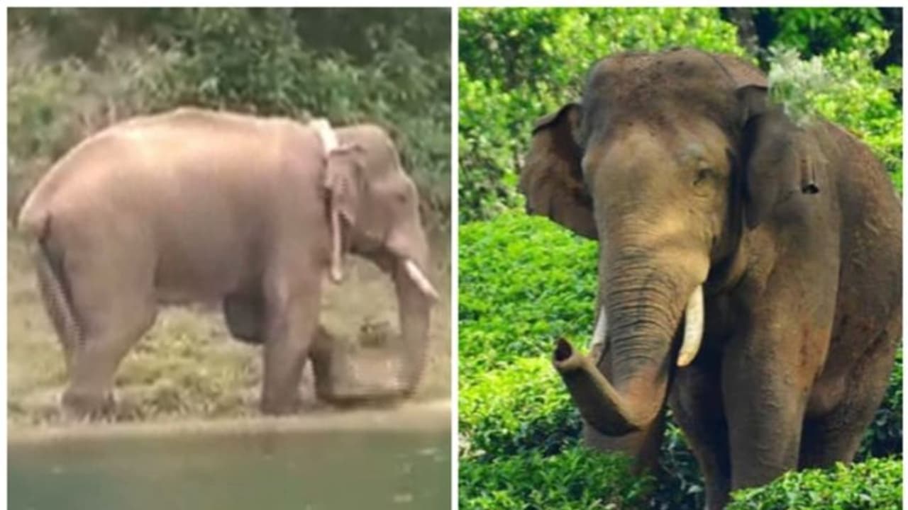 അരിക്കൊമ്പൻ ആരോഗ്യവാൻ, അവശനെന്ന പ്രചാരണം തെറ്റ്: വിശദീകരണവുമായി കളക്കാട് കടുവാസങ്കതം ഡെപ്യൂട്ടി ഡയറക്ടർ