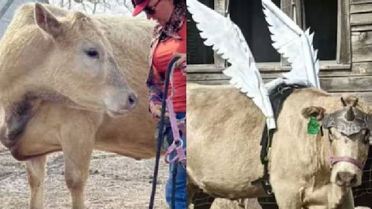 അതിഥികളെ സ്വീകരിക്കുന്നതു മുതൽ ചുംബനം വരെ; ലോക റെക്കോർഡിൽ ഇടം നേടിയ പശുവിന്റെ കഴിവുകൾ അത്ഭുതപ്പെടുത്തുന്നത്