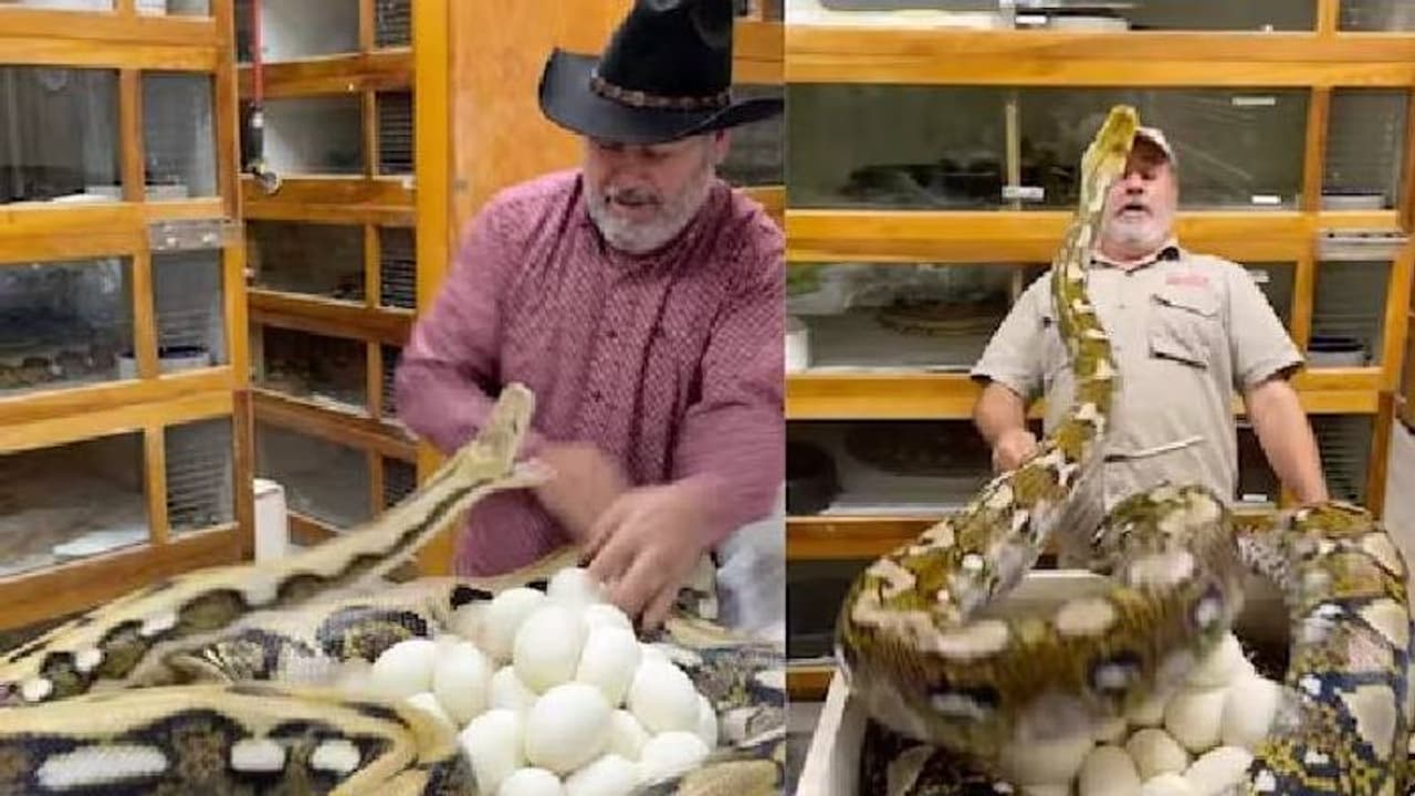 മുട്ടയെടുക്കാൻ എത്തിയ ആളെ അക്രമിക്കാൻ പാഞ്ഞടുത്ത് അമ്മപ്പെരുമ്പാമ്പ്; വൈറലായി വീഡിയോ