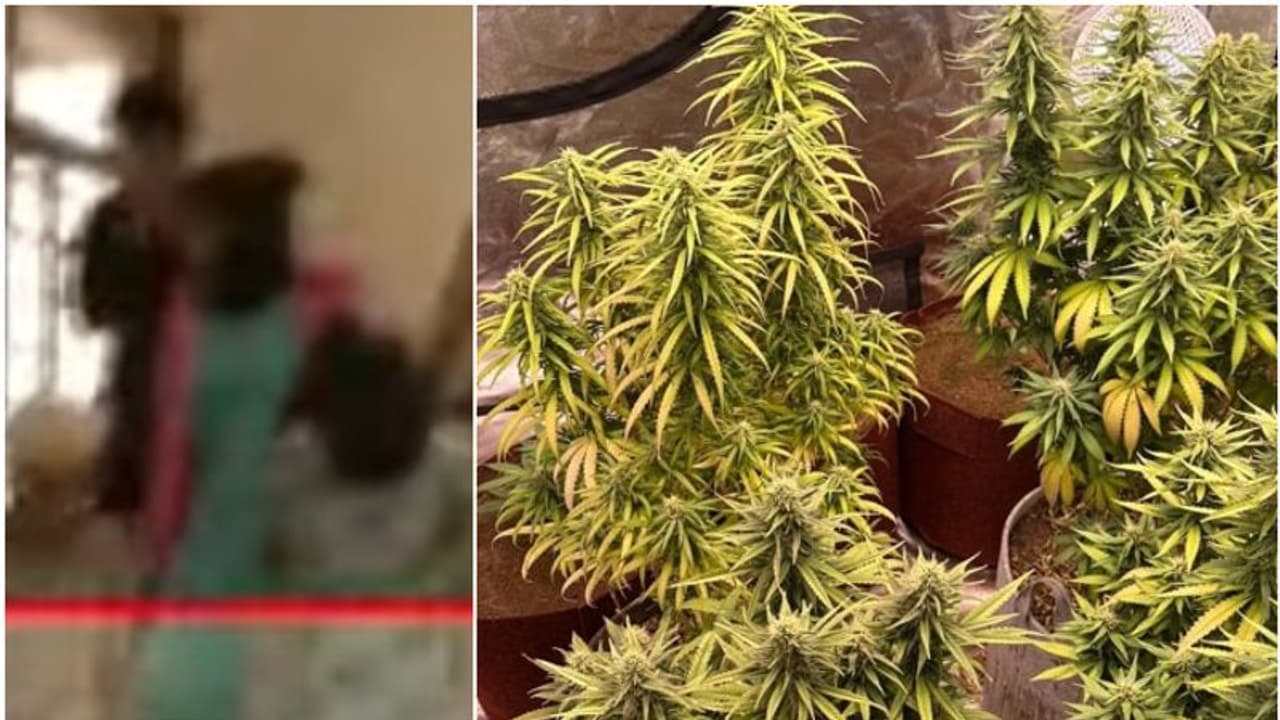 വാടക വീട്ടിൽ ഹൈടെക് കഞ്ചാവ് കൃഷി, വിൽപന; ഇടുക്കിക്കാരനുൾപ്പെടെ അഞ്ച് എംബിബിഎസ് വിദ്യാർഥികൾ പിടിയിൽ വാടക വീട്ടിൽ ഹൈടെക് കഞ്ചാവ് കൃഷി, വിൽപന; ഇടുക്കിക്കാരനുൾപ്പെടെ അഞ്ച് എംബിബിഎസ് വിദ്യാർഥികൾ പിടിയിൽ