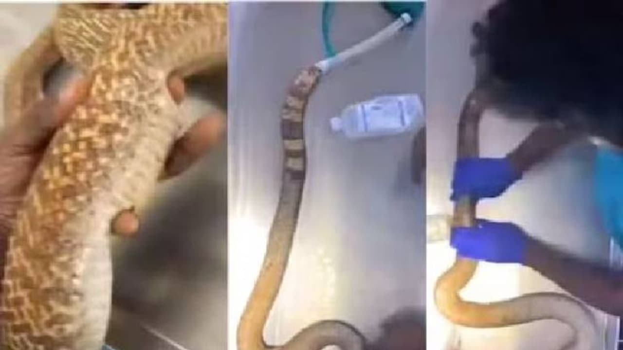 പ്ലാസ്റ്റിക് കുപ്പി വിഴുങ്ങിയ മൂർഖൻ പാമ്പിനെ രക്ഷിക്കാൻ ശസ്ത്രക്രിയ 