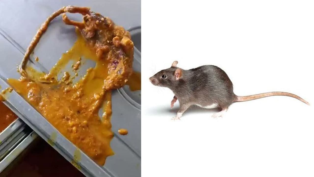 இது புளிக்குழம்பா எலிக்குழம்பா! உ.பி. மருத்துவக் கல்லூரி உணவில் செத்துக் கிடந்த எலி!