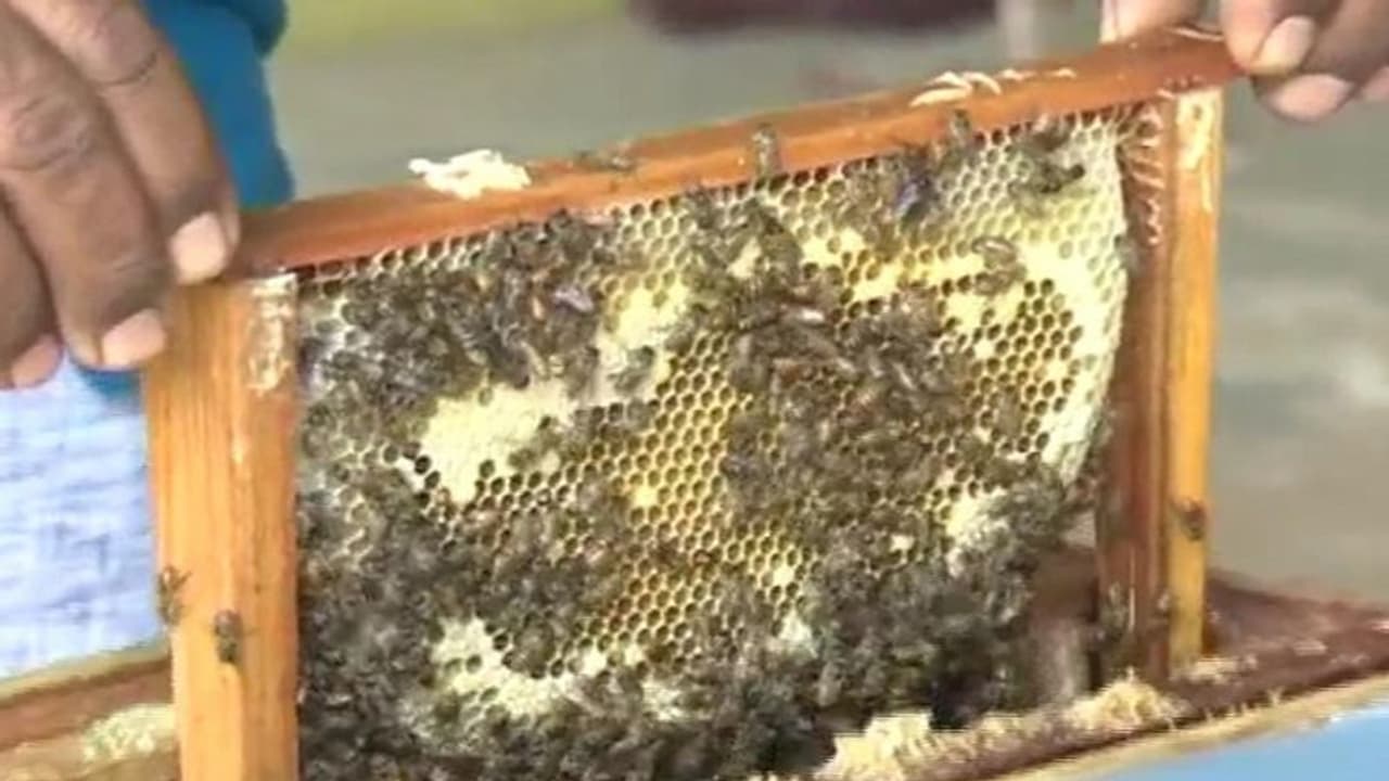 ಬರದನಾಡು ಚಿತ್ರದುರ್ಗದಲ್ಲಿ ಜೇನು ಕೃಷಿ ಮಾಡಿ ಸಾಧನೆಗೈದ ರೈತ ಮಂಜುನಾಥ್..!