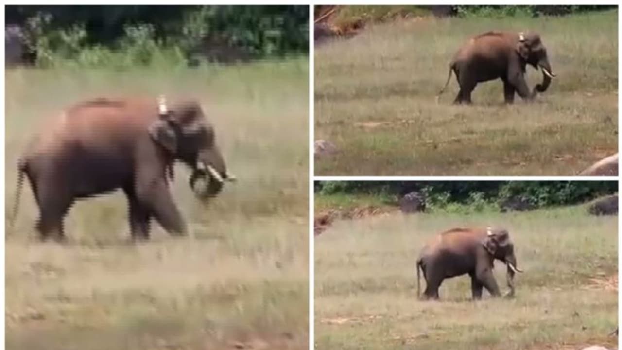 അവശനല്ല, ആരോഗ്യവാനാണ്; അരിക്കൊമ്പന്റെ പുതിയ ചിത്രങ്ങൾ പുറത്തുവിട്ട് വനംവകുപ്പ്; മറ്റ് ആനകളും അടുത്ത് അവശനല്ല, ആരോഗ്യവാനാണ്; അരിക്കൊമ്പന്റെ പുതിയ ചിത്രങ്ങൾ പുറത്തുവിട്ട് വനംവകുപ്പ്; മറ്റ് ആനകളും അടുത്ത്