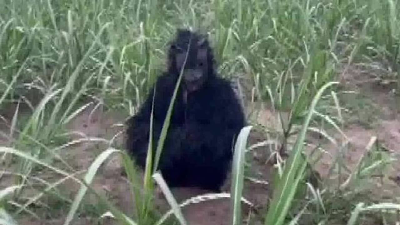 കുരങ്ങന്മാരെ കൊണ്ട് പൊറുതിമുട്ടി കരിമ്പ് കർഷകർ, ഒടുവിൽ കരടിവേഷം വാങ്ങി ധരിച്ച് പാടത്ത് കുത്തിയിരിക്കുന്നു കുരങ്ങന്മാരെ കൊണ്ട് പൊറുതിമുട്ടി കരിമ്പ് കർഷകർ, ഒടുവിൽ കരടിവേഷം വാങ്ങി ധരിച്ച് പാടത്ത് കുത്തിയിരിക്കുന്നു