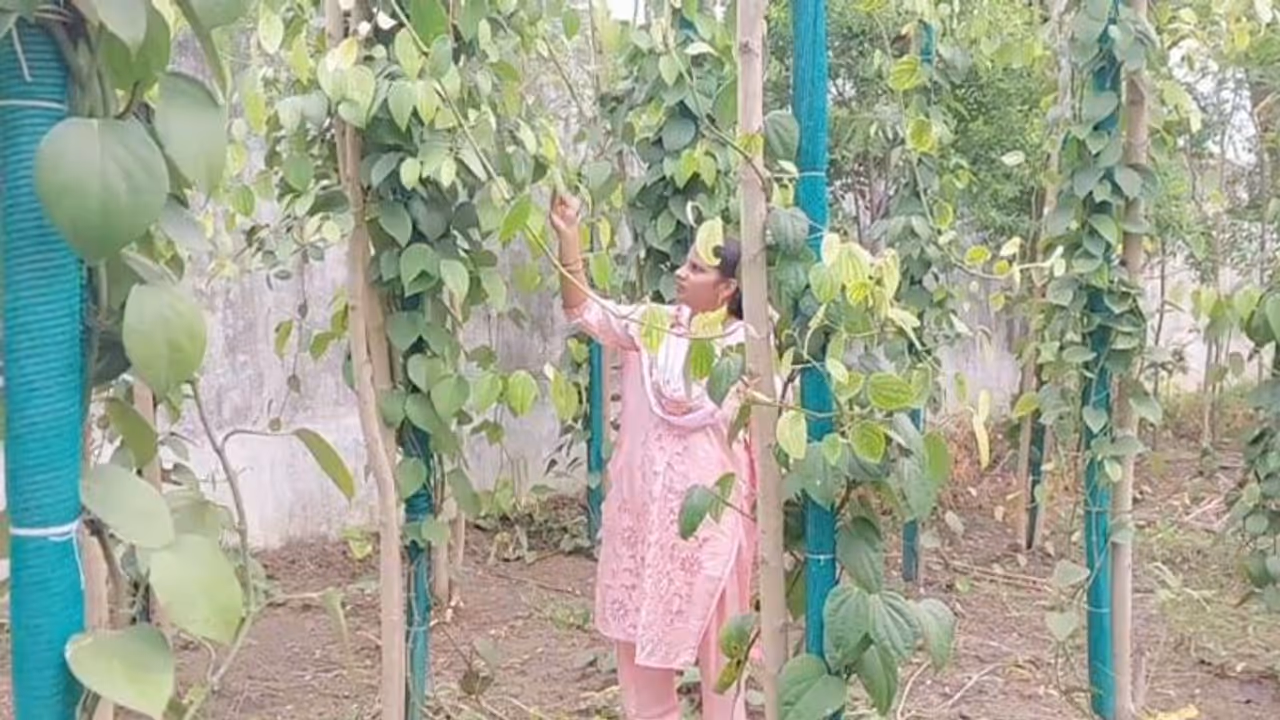 VIDEO | சமவெளியில் பயிரிடப்படும் புது வகை மிளகு செடி! புதுவை வேளாண் விஞ்ஞாணி கண்டுபிடிப்பு!