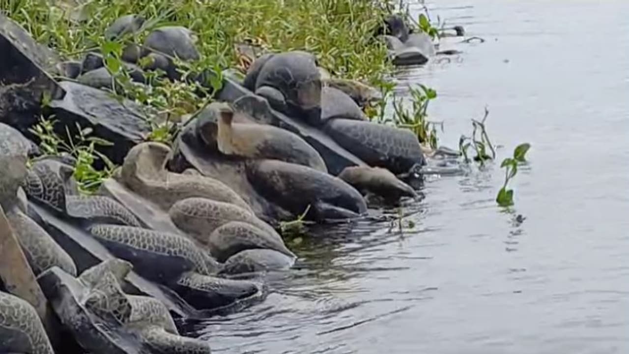 కృష్ణా నదిలో భారీగా నాగ ప్రతిమలు ప్రత్యక్షం... సీతానగరం వాసుల భయాందోళన (వీడియో) కృష్ణా నదిలో భారీగా నాగ ప్రతిమలు ప్రత్యక్షం... సీతానగరం వాసుల భయాందోళన (వీడియో)