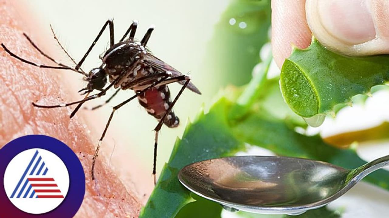 Mosquito Bite: ಸೊಳ್ಳೆ ಕಡಿದು ಊತವಾಗಿದ್ರೆ ಇಲ್ಲಿದೆ ಮನೆ ಮದ್ದು Mosquito Bite: ಸೊಳ್ಳೆ ಕಡಿದು ಊತವಾಗಿದ್ರೆ ಇಲ್ಲಿದೆ ಮನೆ ಮದ್ದು
