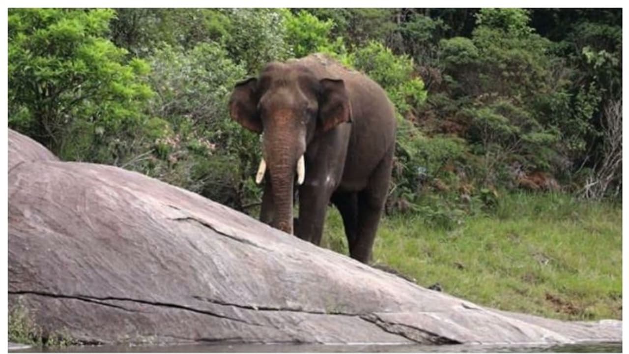 വീണ്ടും നാട്ടിലിറങ്ങി വീട് തകര്ത്ത് അരിക്കൊമ്പൻ, വിനോദസഞ്ചാരം നിരോധിച്ചു; കാട് കയറ്റാൻ വനംവകുപ്പ് ശ്രമം വീണ്ടും നാട്ടിലിറങ്ങി വീട് തകര്ത്ത് അരിക്കൊമ്പൻ, വിനോദസഞ്ചാരം നിരോധിച്ചു; കാട് കയറ്റാൻ വനംവകുപ്പ് ശ്രമം