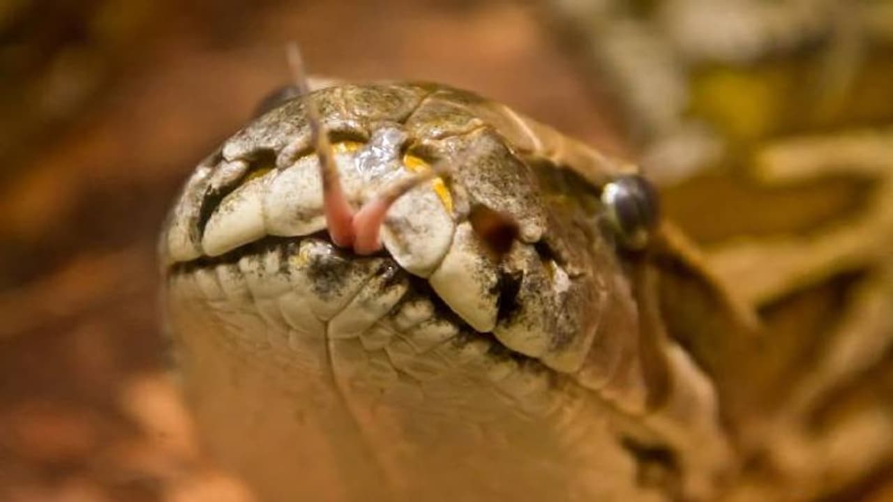 ഭീമൻ പാമ്പുകൾ തമ്മിൽ പൊരിഞ്ഞ പോരാട്ടം, രണ്ടിനും ജീവൻ നഷ്ടമായി