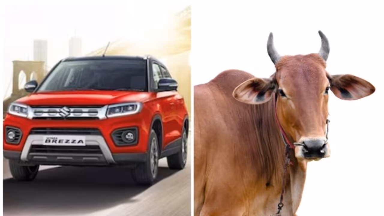 "അവൻ നമ്മള് ഉദ്ദേശിച്ച ആളല്ല സാര്.." പശുവിനെ ഇടിച്ച് മാരുതി ബ്രെസ, വീഡിയോയില് ഞെട്ടി വാഹനലോകം! "അവൻ നമ്മള് ഉദ്ദേശിച്ച ആളല്ല സാര്.." പശുവിനെ ഇടിച്ച് മാരുതി ബ്രെസ, വീഡിയോയില് ഞെട്ടി വാഹനലോകം!