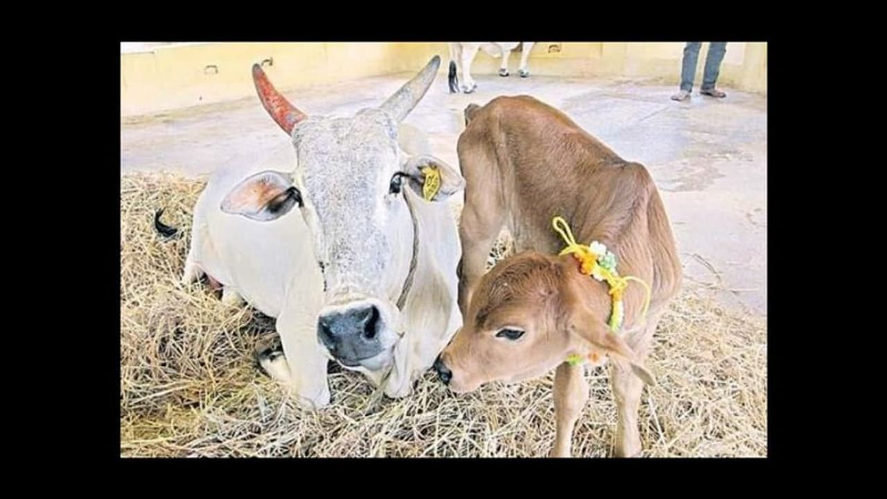 நாட்டிலேயே முதல் முறையாக வாடகை தாய் முறையில் கன்று குட்டியை ஈன்ற பசு