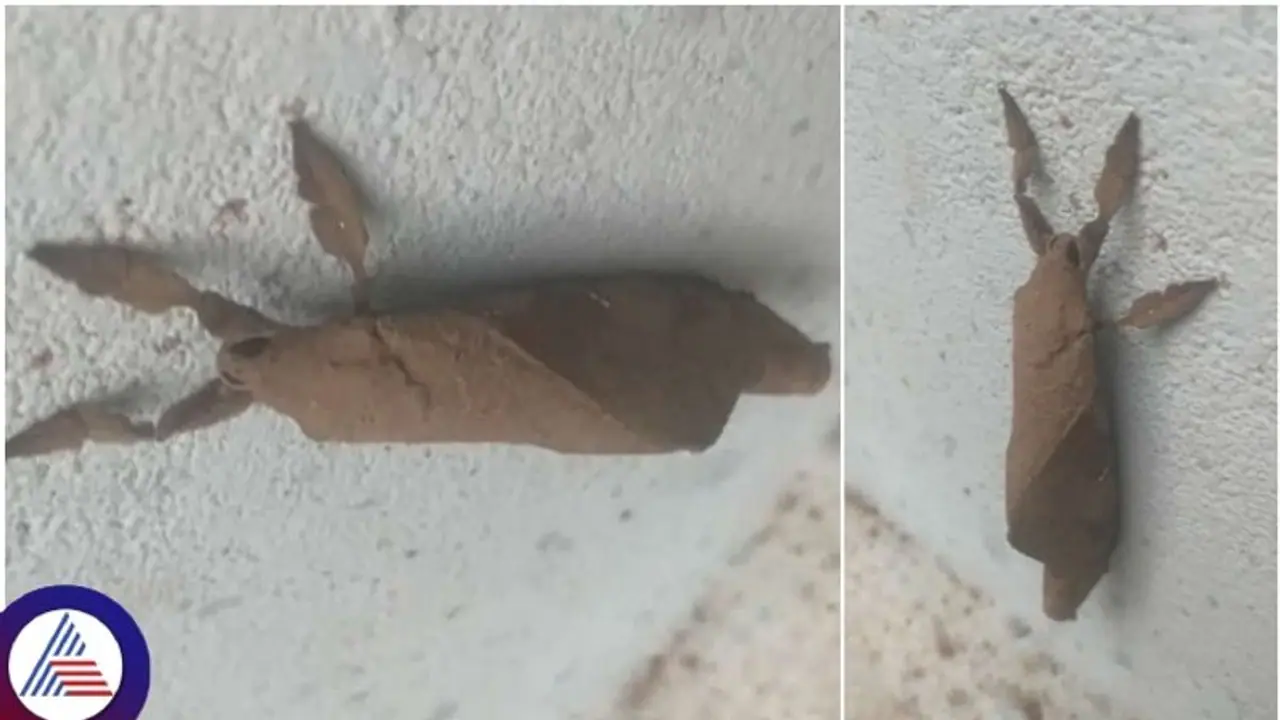 ಒಣಗಿದ ಎಲೆಯಂತಿರುವ ಪತಂಗ ಪ್ರತ್ಯಕ್ಷ! ಇದರ ವಿಶೇಷ ಗೊತ್ತಾ?