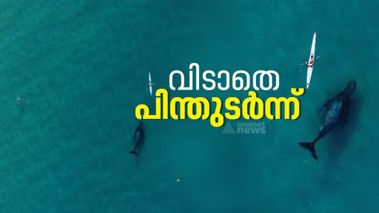 കയാക്കറിനെ പിന്തുടരുന്ന ഹമ്പ്ബാക്ക് തിമിംഗലത്തിന്‍റെ അതിശയിപ്പിക്കുന്ന ഗോപ്രോ വീഡിയോ ! 