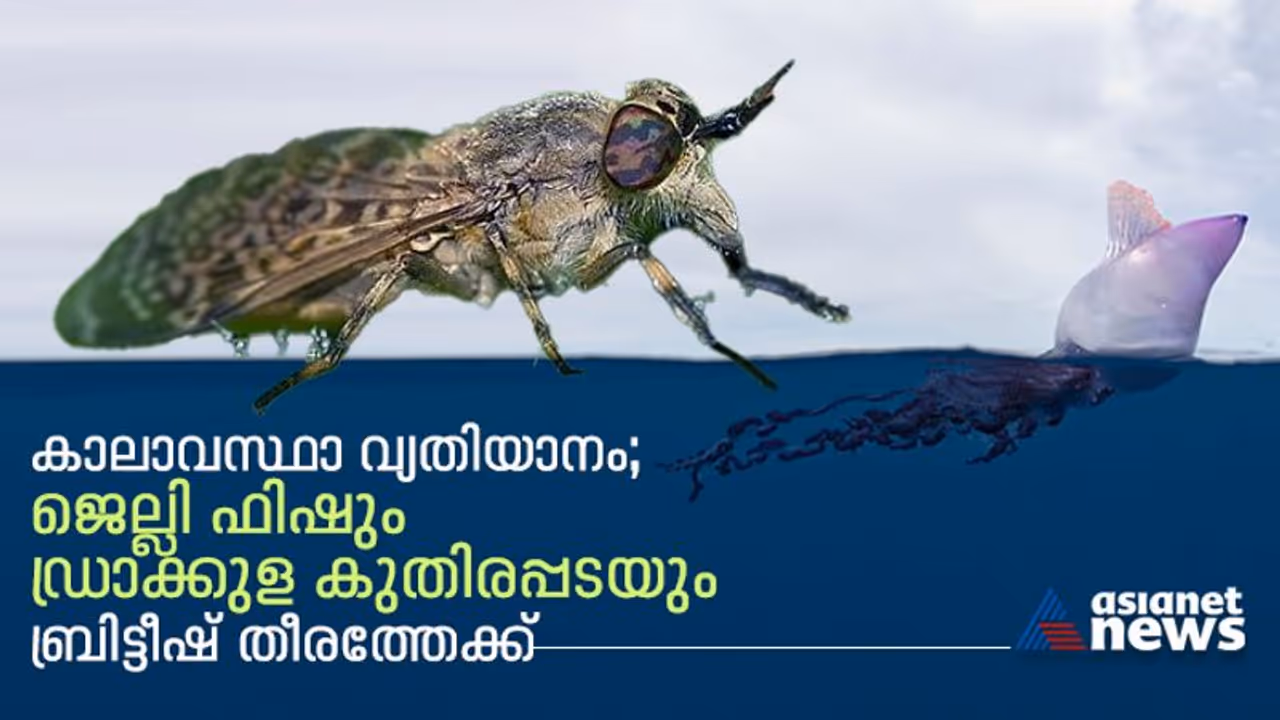 കാലാവസ്ഥാ വ്യതിയാനം; ഭയം വിതയ്ക്കാന്‍ ബ്രിട്ടീഷ് തീരത്തേക്ക് വിദേശ കടല്‍ ജീവികളെത്തുന്നു! 