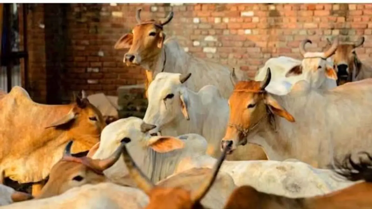 கழுத்தை நெரிக்கும் அளவிற்கு கடன்...பசு மாட்டிற்கு இந்த 1 பொருளை மட்டும் தானம் கொடுத்தால் போதும்!
