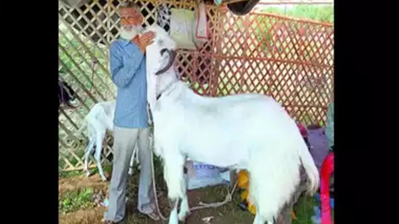 ''ఖుర్బానీ: భార‌త్ లో ఈద్ ఆచారం వివేకవంతమైన చర్యగా ఉండాలంటే వ్య‌క్తిగ‌తంతో పాటు ప్ర‌భుత్వ చ‌ర్య‌లు అవ‌స‌రం..''