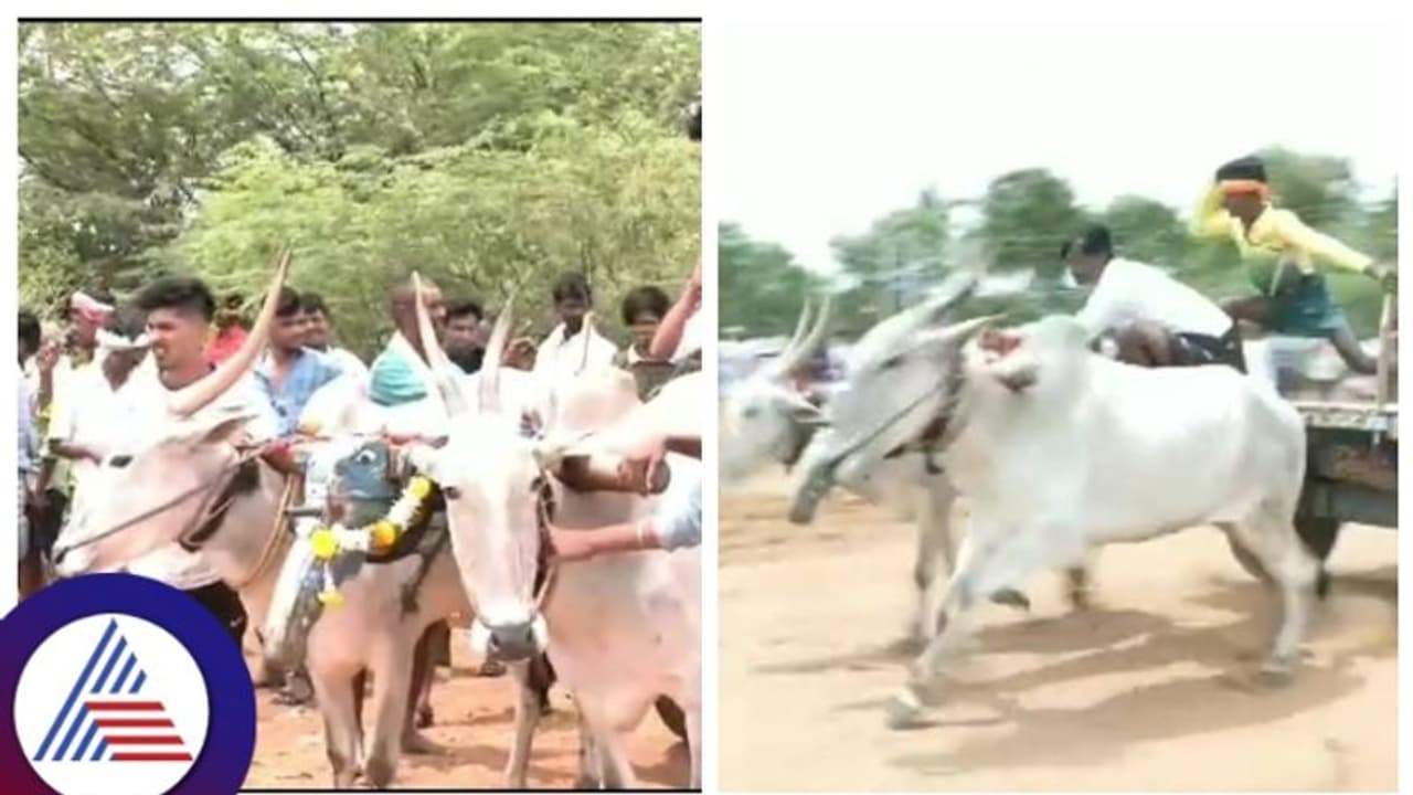  ಬಯಲುಸೀಮೆ ಬುಡಕಟ್ಟು ಸಮುದಾಯದಿಂದ ಜೋಡೆತ್ತುಗಳ ಎತ್ತಿಗಾಡಿ ಓಟ ಸ್ಪರ್ಧೆ, ರೈತರ ಸಂಭ್ರಮ
