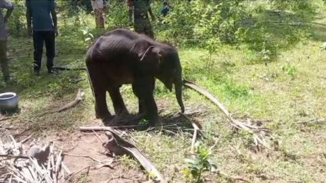 After 13 day wait for mother, elephant calf Krishna passes away