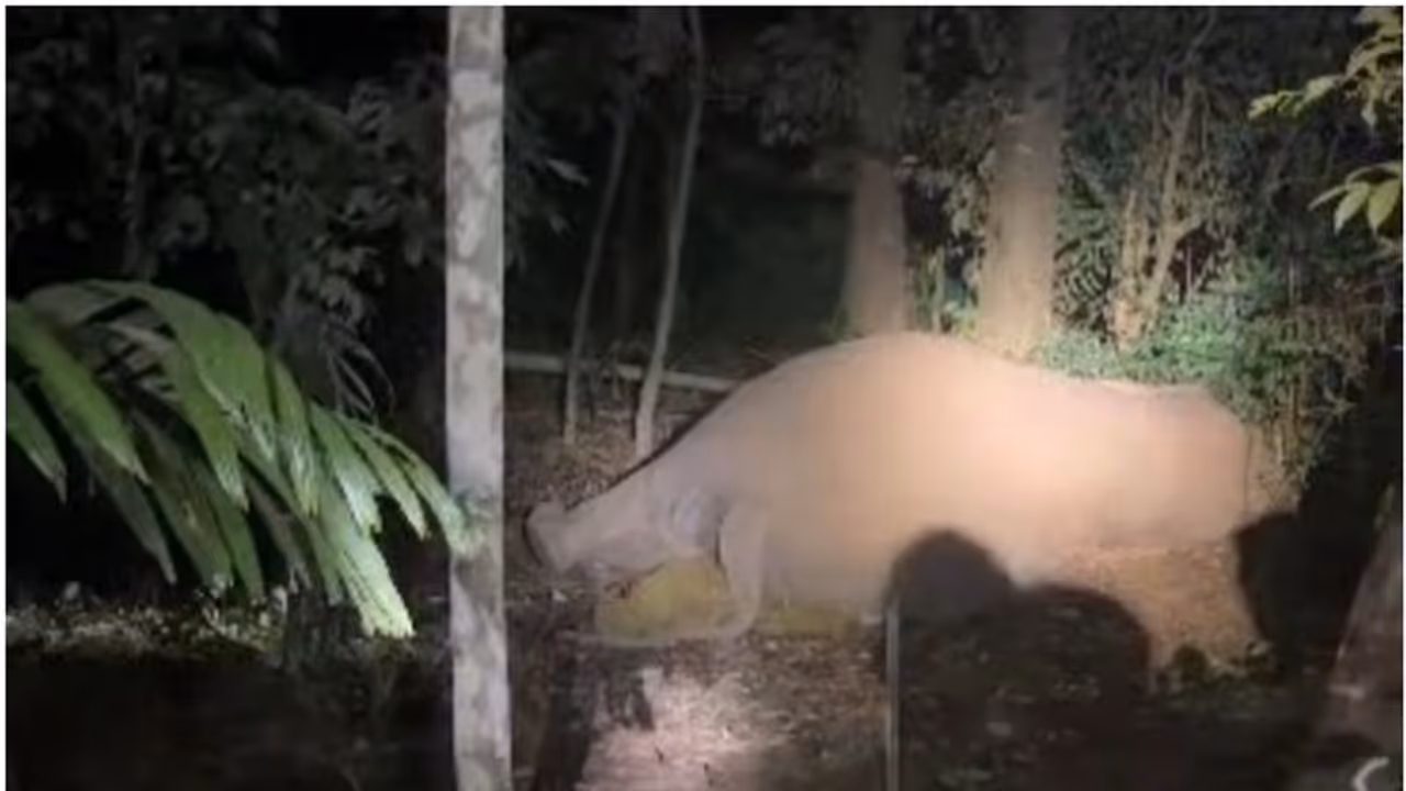 കാട്ടാന ഷോക്കേറ്റ് കിടന്നത് മണിക്കൂറുകൾ, നാട്ടുകാരെത്തി ഫ്യൂസ് ഊരിയതിനാൽ രക്ഷപ്പെട്ടു കാട്ടാന ഷോക്കേറ്റ് കിടന്നത് മണിക്കൂറുകൾ, നാട്ടുകാരെത്തി ഫ്യൂസ് ഊരിയതിനാൽ രക്ഷപ്പെട്ടു