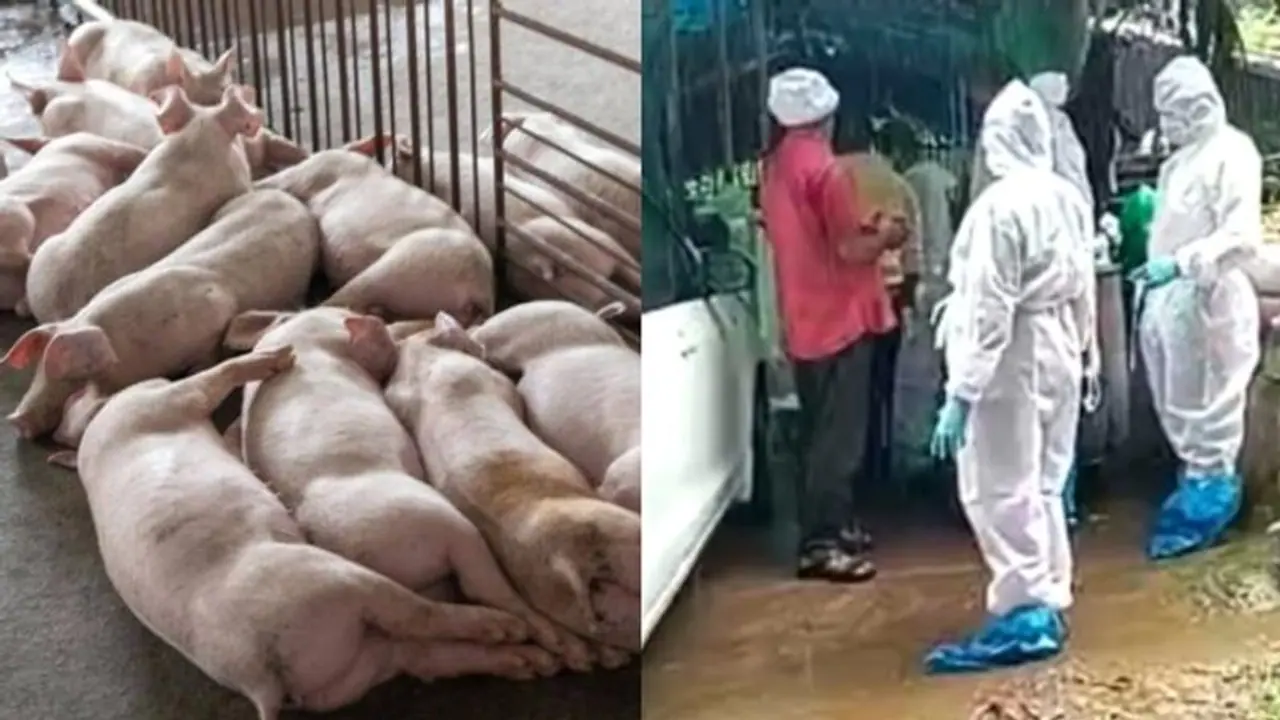 Kerala: 310 pigs culled in Thrissur over African Swine Fever outbreak Kerala: 310 pigs culled in Thrissur over African Swine Fever outbreak