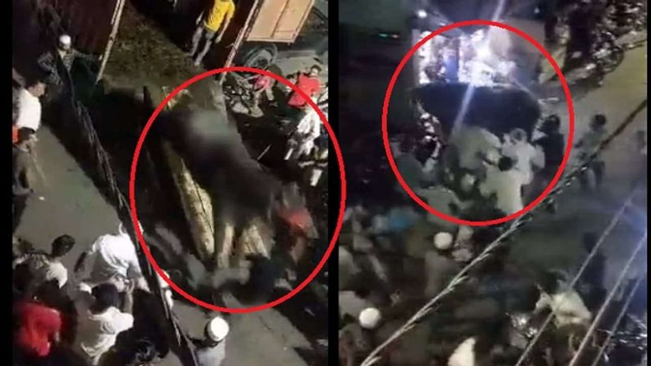 బక్రీద్ రోజున బలివ్వడానికి బర్రెను తీసుకొస్తే.. ట్రక్కులో నుంచి దూకి, అందరినీ తొక్కుకుంటూ.. బీభత్సం.. వైరల్