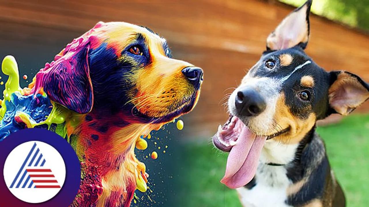 New Study : ನಿಮ್ಮನೆ ನಾಯಿಗೆ ಈ ಬಣ್ಣ ಗೊತ್ತೇ ಆಗಲ್ವಂತೆ! New Study : ನಿಮ್ಮನೆ ನಾಯಿಗೆ ಈ ಬಣ್ಣ ಗೊತ್ತೇ ಆಗಲ್ವಂತೆ!