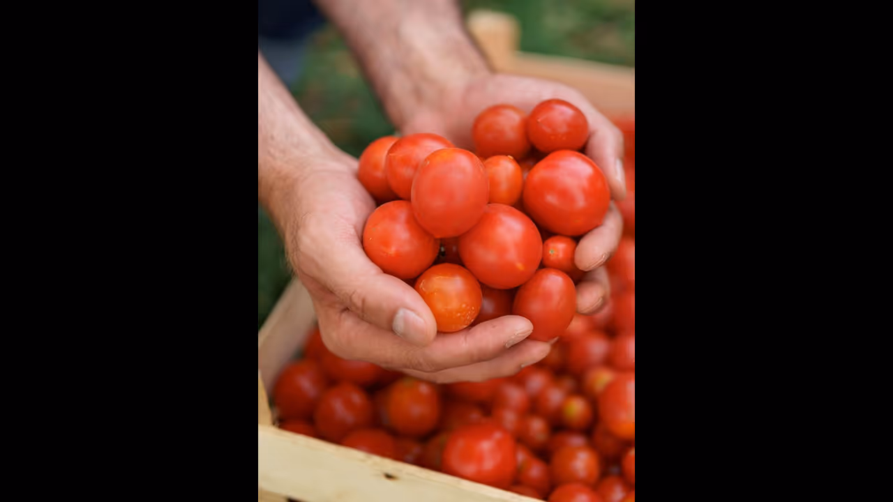 நாளை முதல் ரேஷன் கடைகளில் தக்காளி விற்பனை.. குட்நியூஸ் சொன்ன தமிழக அரசு.. நாளை முதல் ரேஷன் கடைகளில் தக்காளி விற்பனை.. குட்நியூஸ் சொன்ன தமிழக அரசு..