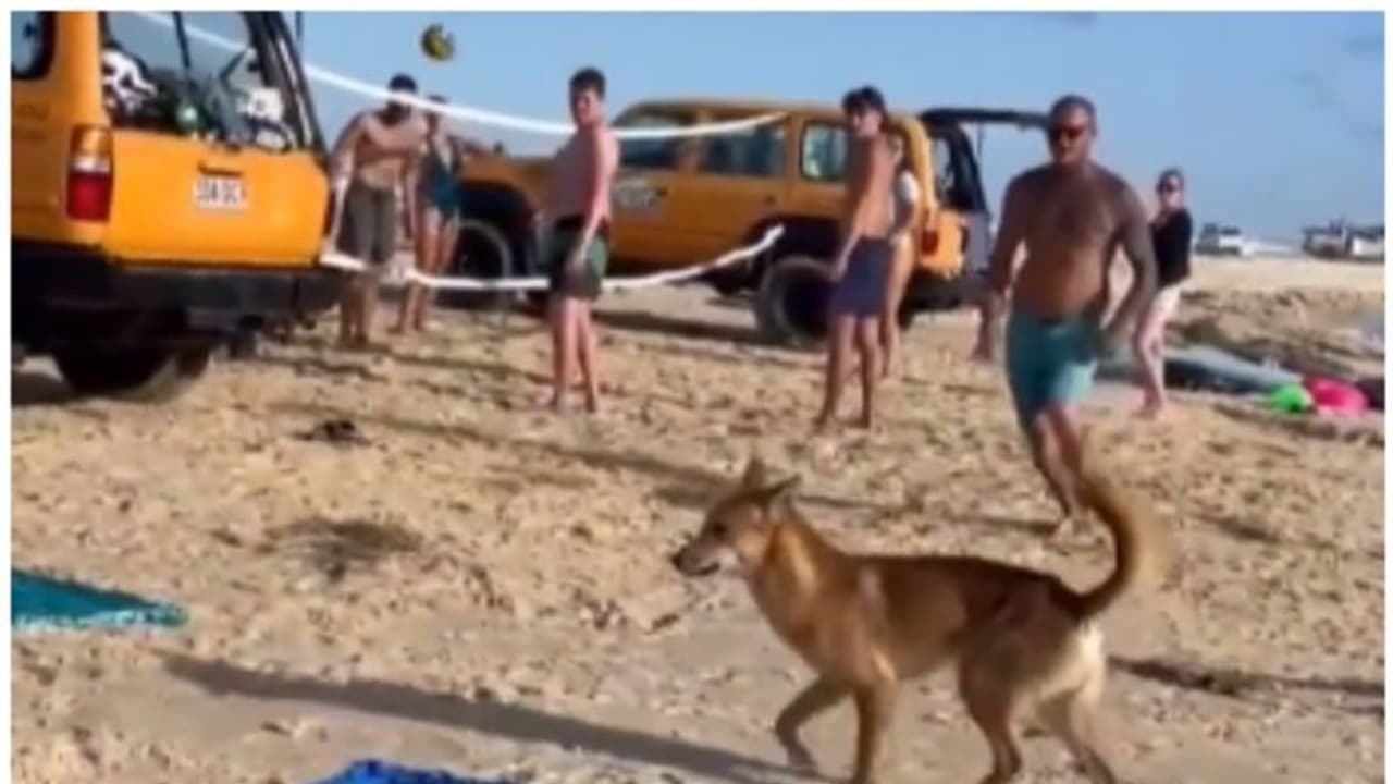 ഓസ്ട്രേലിയൻ ബീച്ചിലും തെരുവ് നായകളുടെ വിളയാട്ടം; വിശ്രമിക്കുകയായിരുന്ന യുവതിയെ വളഞ്ഞിട്ട് കടിച്ച് നായ 