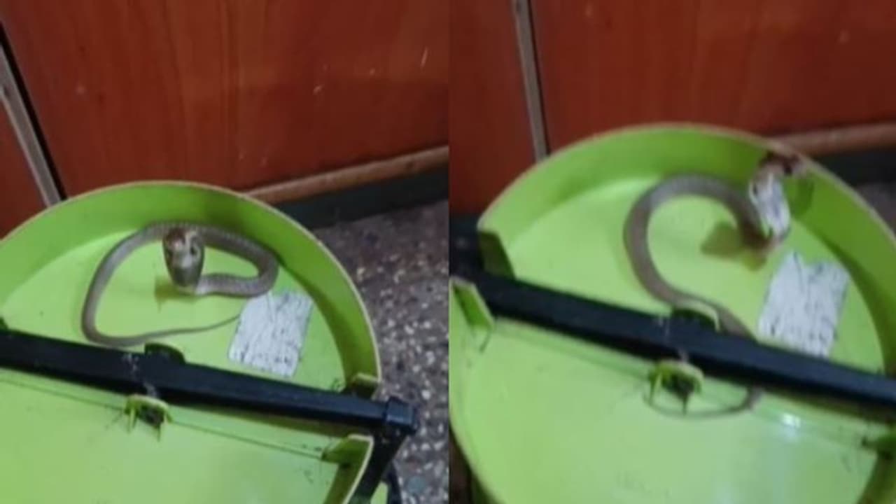 ചവറ്റുകുട്ടയുടെ അടിയിൽ പതുങ്ങിയിരുന്നത് പാമ്പ് ; വീഡിയോ കാണാം 