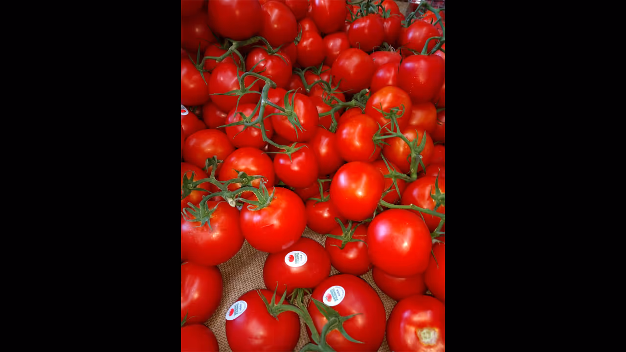 As prices skyrocket, thieves steal tomatoes worth lakhs from Karnataka farmer's farm As prices skyrocket, thieves steal tomatoes worth lakhs from Karnataka farmer's farm