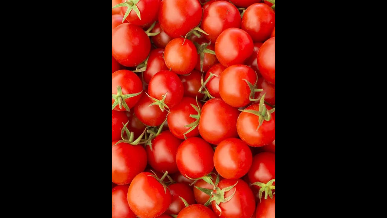 கடும் விலை உயர்வுக்கு மத்தியில், 1000 கிலோ தக்காளியை இலவசமாக வழங்கிய அதிமுக பிரமுகர்.. கடும் விலை உயர்வுக்கு மத்தியில், 1000 கிலோ தக்காளியை இலவசமாக வழங்கிய அதிமுக பிரமுகர்..