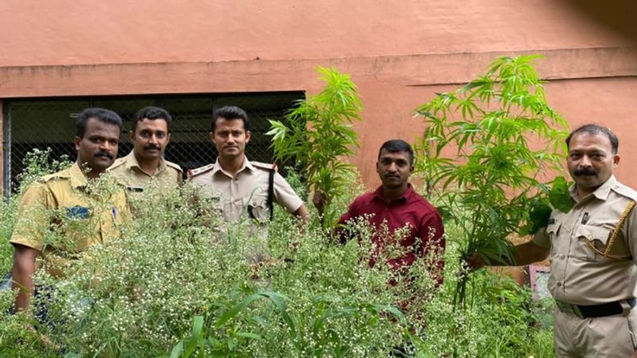 നഗരത്തിൽ രണ്ട് മീറ്റർ വരെ വലിപ്പമുള്ള പൂര്‍ണവളര്‍ച്ചയെത്തിയ ചെടികൾ, കഞ്ചാവ് വളർന്നത് ആരുമറിഞ്ഞില്ല, ഒടുവിൽ...