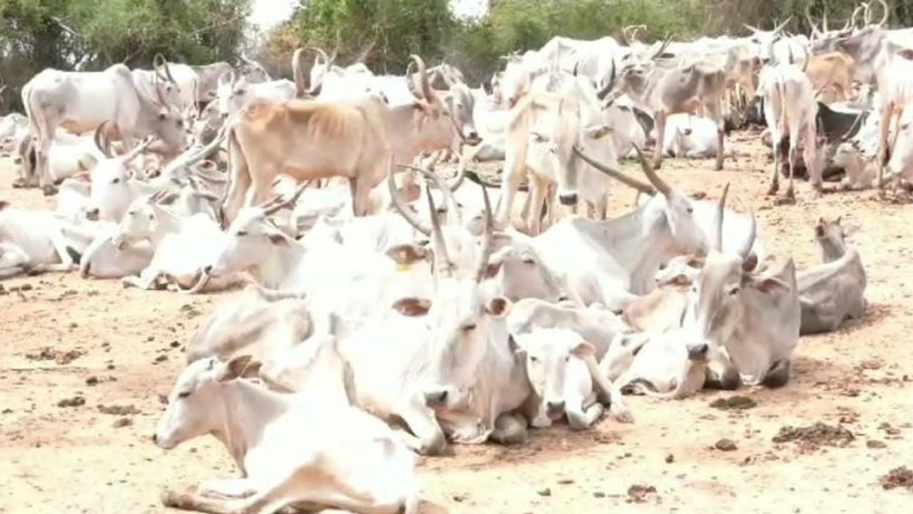 Chitradurga: ಬೊಮ್ಮದೇವರಹಟ್ಟಿ ಬಳಿ ದೇವರ ಎತ್ತುಗಳಿಗೆ‌ ಕಾಡ್ತಿದೆ ಮೇವಿನ ಅಭಾವ