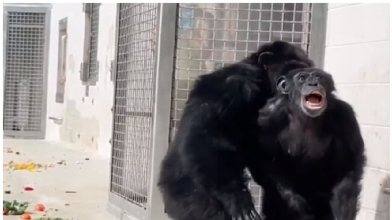 പരീക്ഷണ ലബോറട്ടറിയില് നിന്ന് രക്ഷപ്പെട്ട ചിമ്പാന്സി 26 വര്ഷത്തിന് ശേഷം ആദ്യമായി ആകാശം കാണുന്ന വീഡിയോ വൈറല് പരീക്ഷണ ലബോറട്ടറിയില് നിന്ന് രക്ഷപ്പെട്ട ചിമ്പാന്സി 26 വര്ഷത്തിന് ശേഷം ആദ്യമായി ആകാശം കാണുന്ന വീഡിയോ വൈറല്