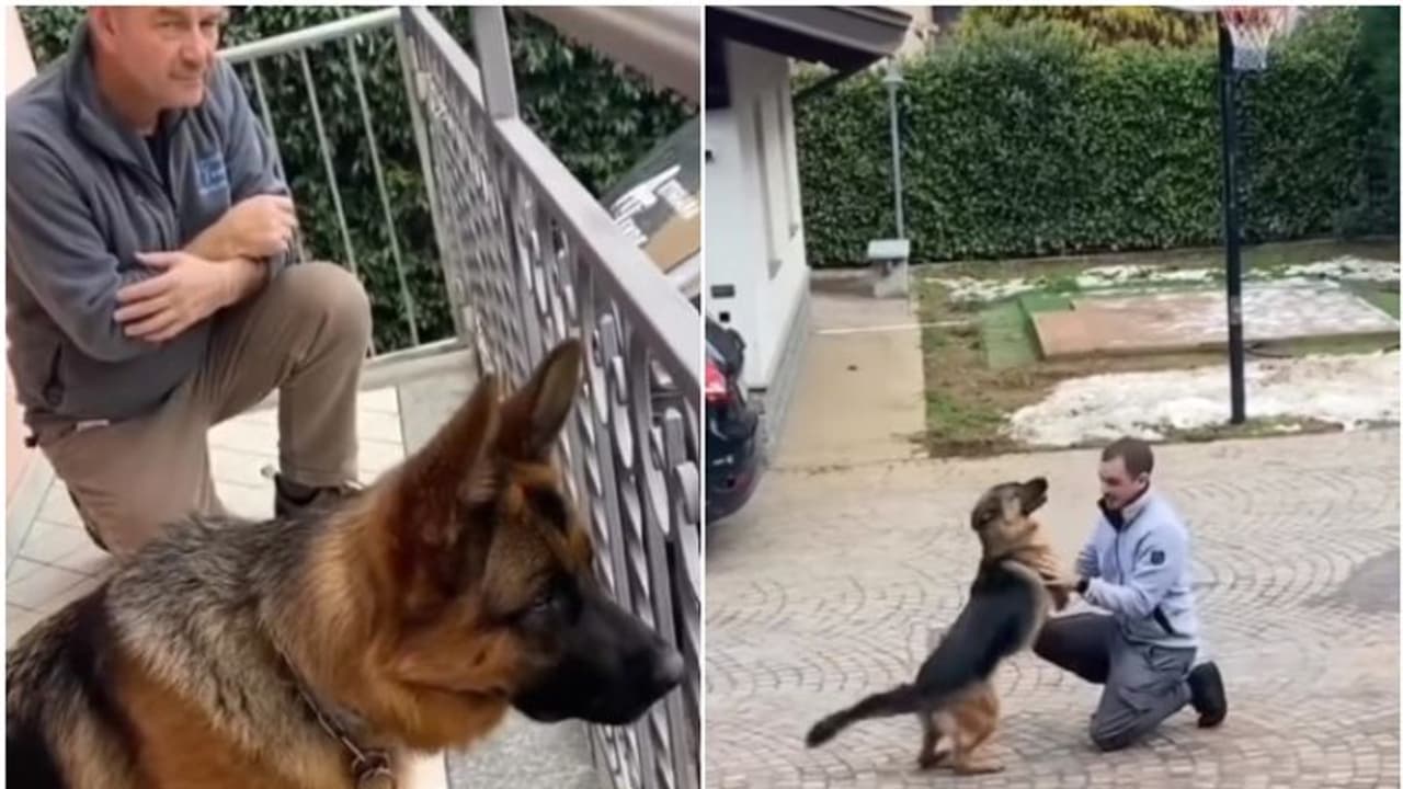 വര്‍ഷങ്ങള്‍ക്ക് ശേഷം ഉടമസ്ഥനെ കണ്ട നായയുടെ പ്രതികരണം നോക്കൂ; വീഡിയോ...