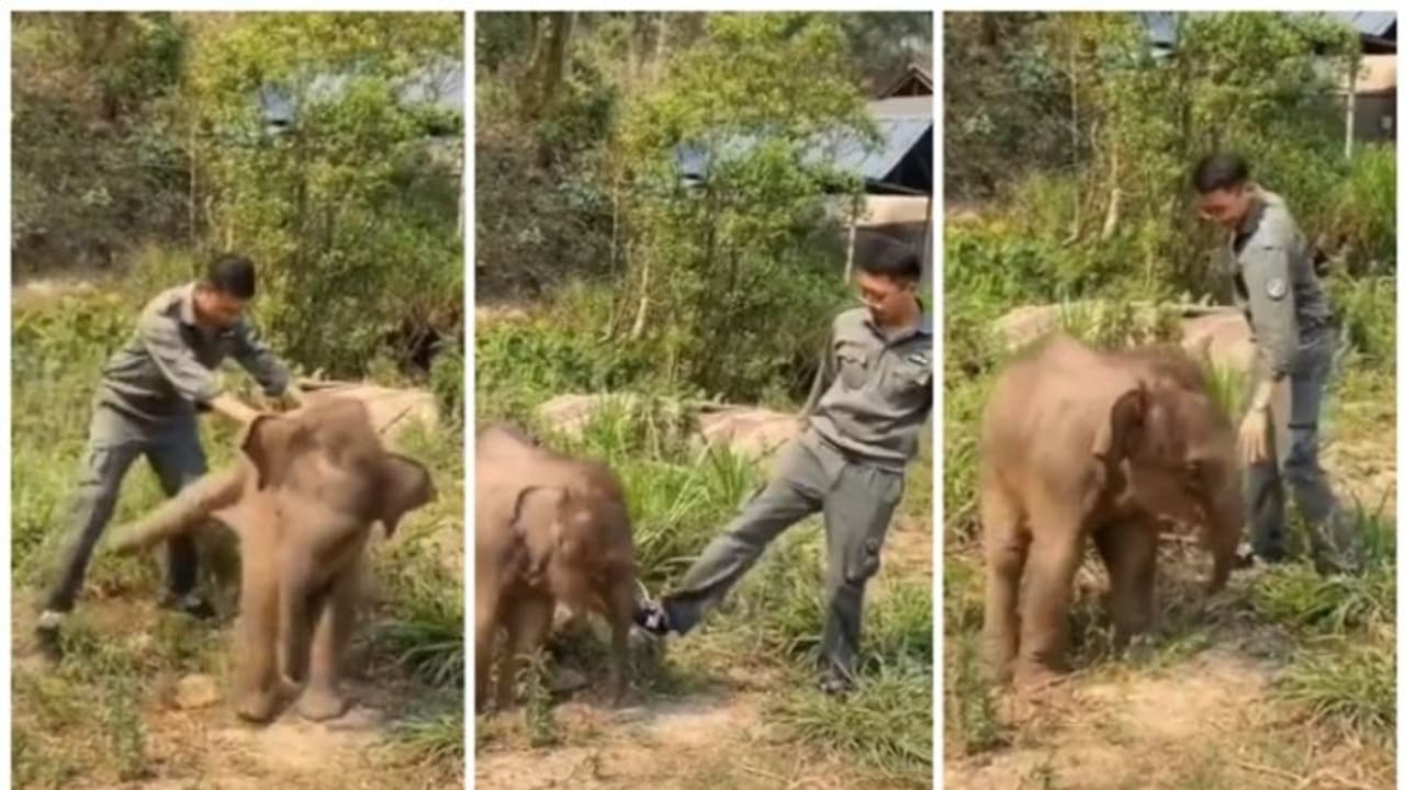 ആനക്കുട്ടിയോടൊത്ത് വനം വകുപ്പ് ഉദ്യോഗസ്ഥന്‍റെ തമാശക്കളി; വൈറല്‍ വീഡിയോ 