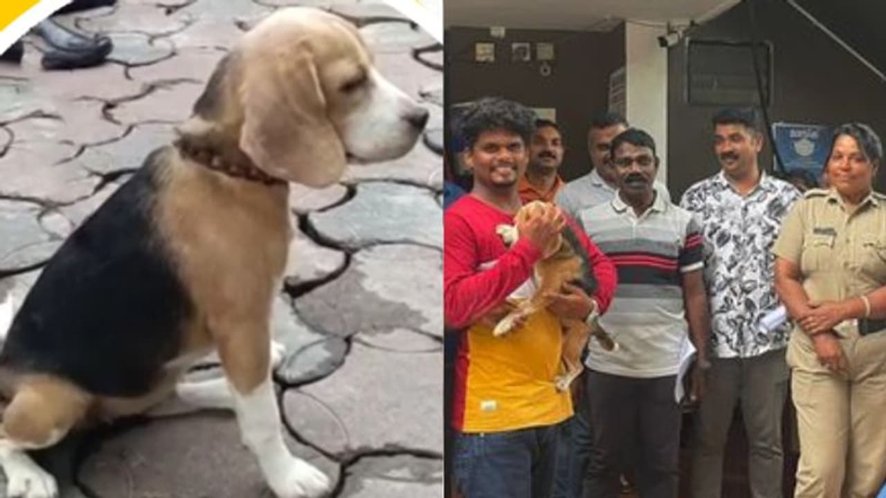 അത് 'കുട്ടിമാളു, അല്ല 'ബെല്ല'; 2 ഡസന് ഉടമകളില് നിന്ന് യഥാര്ത്ഥ 'മുതലാളി'യെ കണ്ടെത്തി പൊലീസ് അത് 'കുട്ടിമാളു, അല്ല 'ബെല്ല'; 2 ഡസന് ഉടമകളില് നിന്ന് യഥാര്ത്ഥ 'മുതലാളി'യെ കണ്ടെത്തി പൊലീസ്