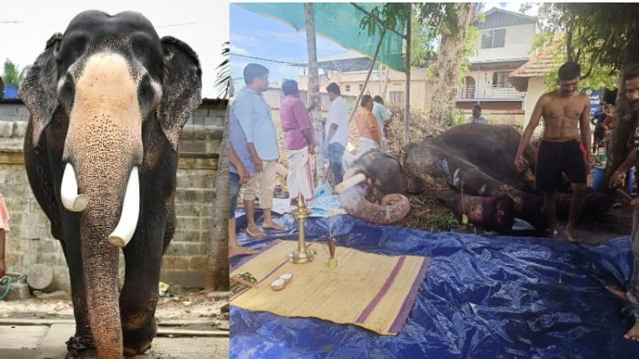 ശ്രീകണ്ഠേശ്വരം ശിവകുമാർ ആന ചരിഞ്ഞു ശ്രീകണ്ഠേശ്വരം ശിവകുമാർ ആന ചരിഞ്ഞു