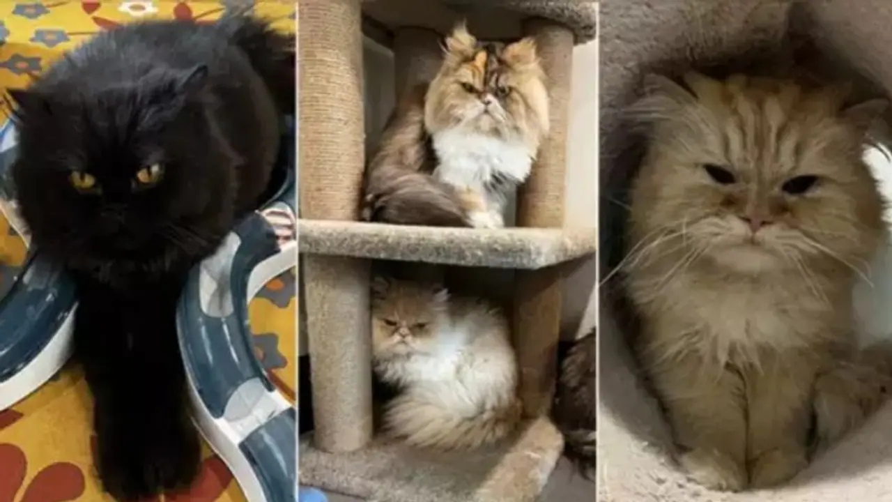 മരിക്കുന്നതിന് മുമ്പ് 2.4 കോടിയുടെ സ്വത്ത് പൂച്ചകളുടെ പേരില്‍ എഴുതിവച്ചു ; പൂച്ചകള്‍ക്കായി ഇപ്പോള്‍ കടിപിടി