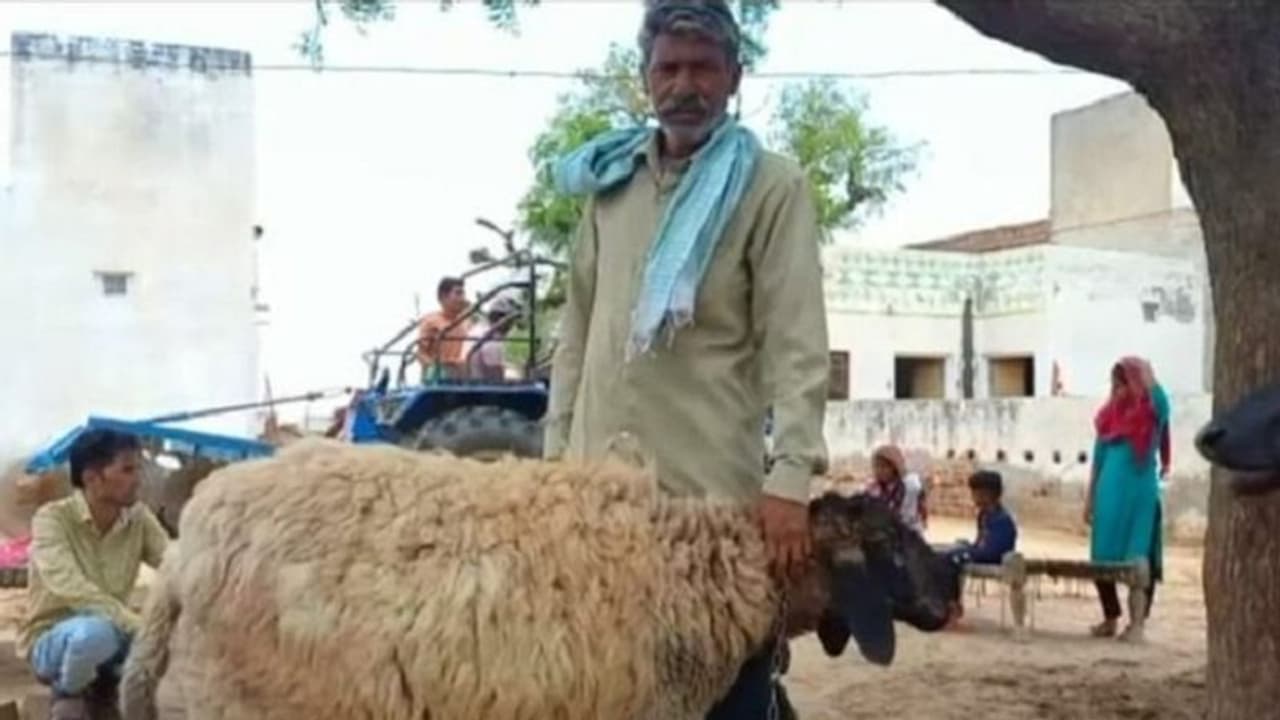 Eid al Adha: ಅಬ್ಬಾ.. ಈ ಕುರಿಗೆ ಹರಾಜಲ್ಲಿ 1 ಕೋಟಿ ರೂ. ಬೆಲೆ: ಆದರೂ ಮಾರಲ್ಲ ಎಂದ ಕುರಿಗಾಹಿ; ಕಾರಣ ಹೀಗಿದೆ.. Eid al Adha: ಅಬ್ಬಾ.. ಈ ಕುರಿಗೆ ಹರಾಜಲ್ಲಿ 1 ಕೋಟಿ ರೂ. ಬೆಲೆ: ಆದರೂ ಮಾರಲ್ಲ ಎಂದ ಕುರಿಗಾಹಿ; ಕಾರಣ ಹೀಗಿದೆ..