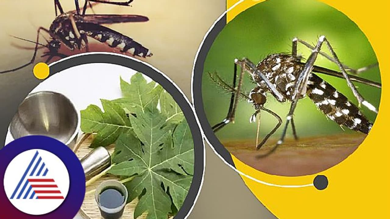 பப்பாளி இலை சாப்பிட்டால் டெங்கு குணமாகுமா? டெங்கு குறித்து 5 கட்டுக்கதைகள் நீங்கள் அறியாதவைஇதோ..!!