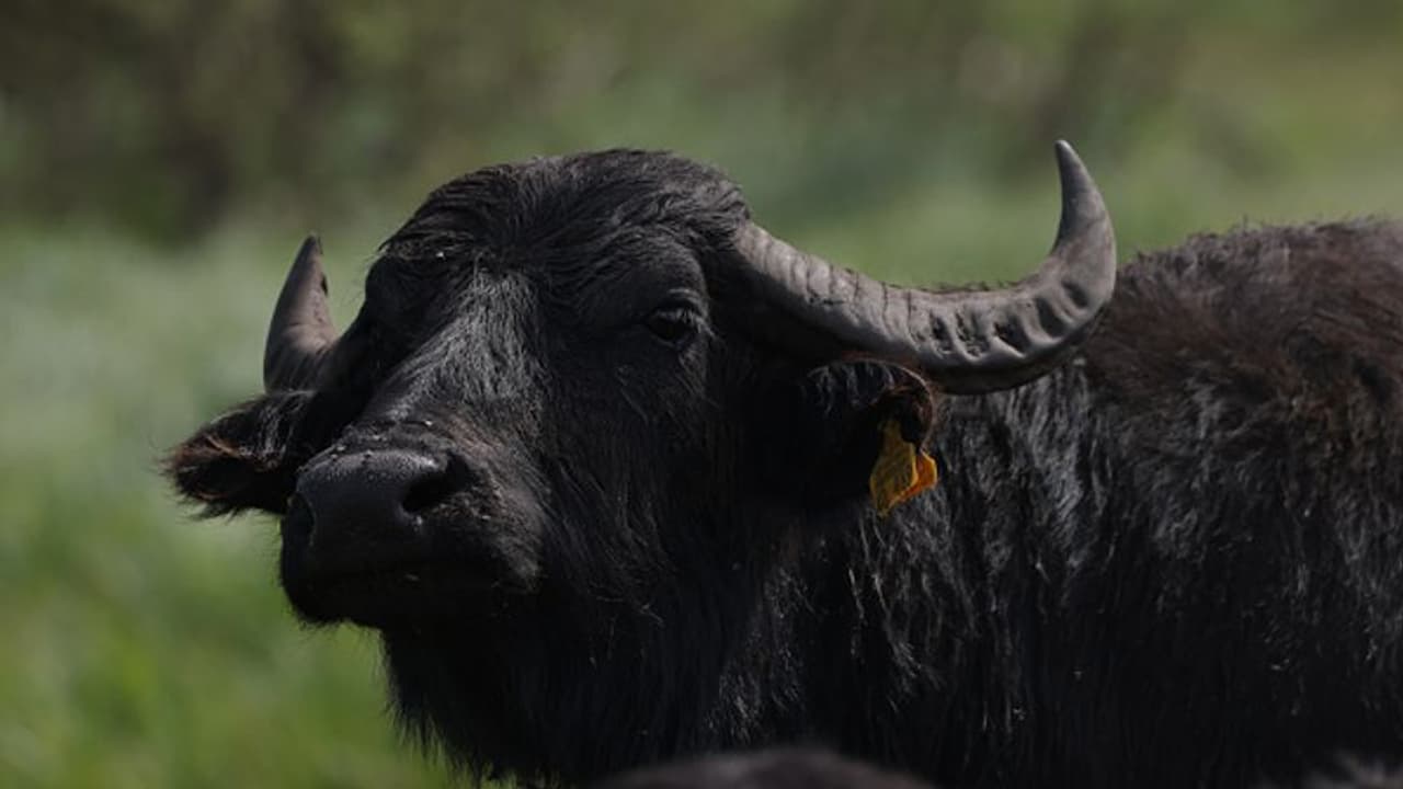 28 വര്ഷം മുമ്പ് ബസിടിച്ച് പോത്ത് ചത്ത കേസിൽ 83 കാരനായ പക്ഷാഘാതം വന്ന കിടപ്പ് രോഗിക്ക് അറസ്റ്റ് വാറണ്ട് ! 28 വര്ഷം മുമ്പ് ബസിടിച്ച് പോത്ത് ചത്ത കേസിൽ 83 കാരനായ പക്ഷാഘാതം വന്ന കിടപ്പ് രോഗിക്ക് അറസ്റ്റ് വാറണ്ട് !