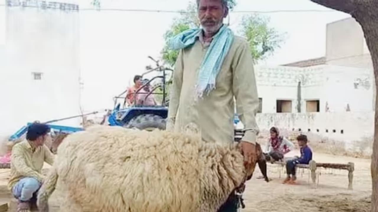 இன்ஷா அல்லாஹ்... ஆட்டின் விலை ரூ.1 கோடி: விற்க மறுத்த உரிமையாளர்!