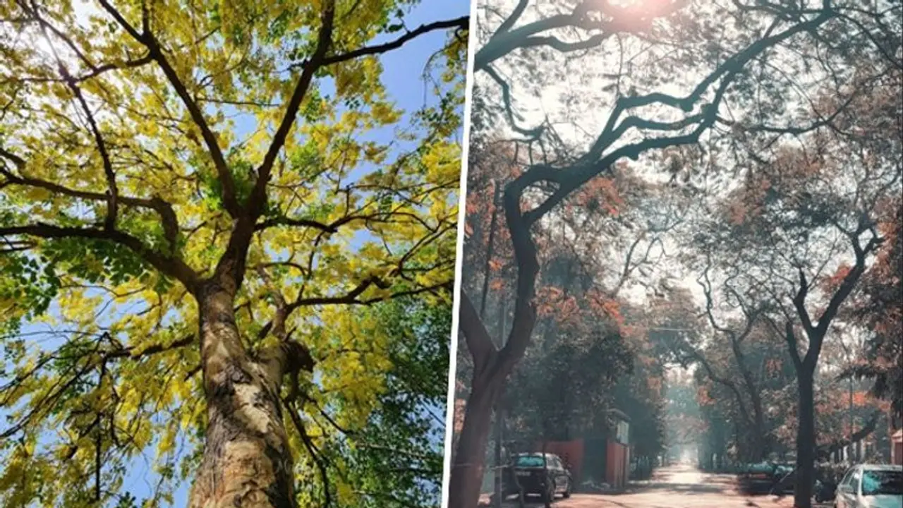 Scorching Summers to Chilly Winters: Delhi weather has it all