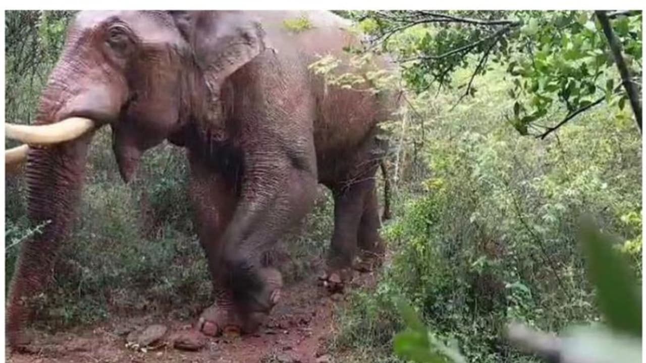 ബാഹുബലി ആരോഗ്യവാൻ, തൽക്കാലം പിടിക്കില്ല; മയക്കുവെടി വെക്കാനുളള തീരുമാനം മരവിപ്പിച്ചു ബാഹുബലി ആരോഗ്യവാൻ, തൽക്കാലം പിടിക്കില്ല; മയക്കുവെടി വെക്കാനുളള തീരുമാനം മരവിപ്പിച്ചു