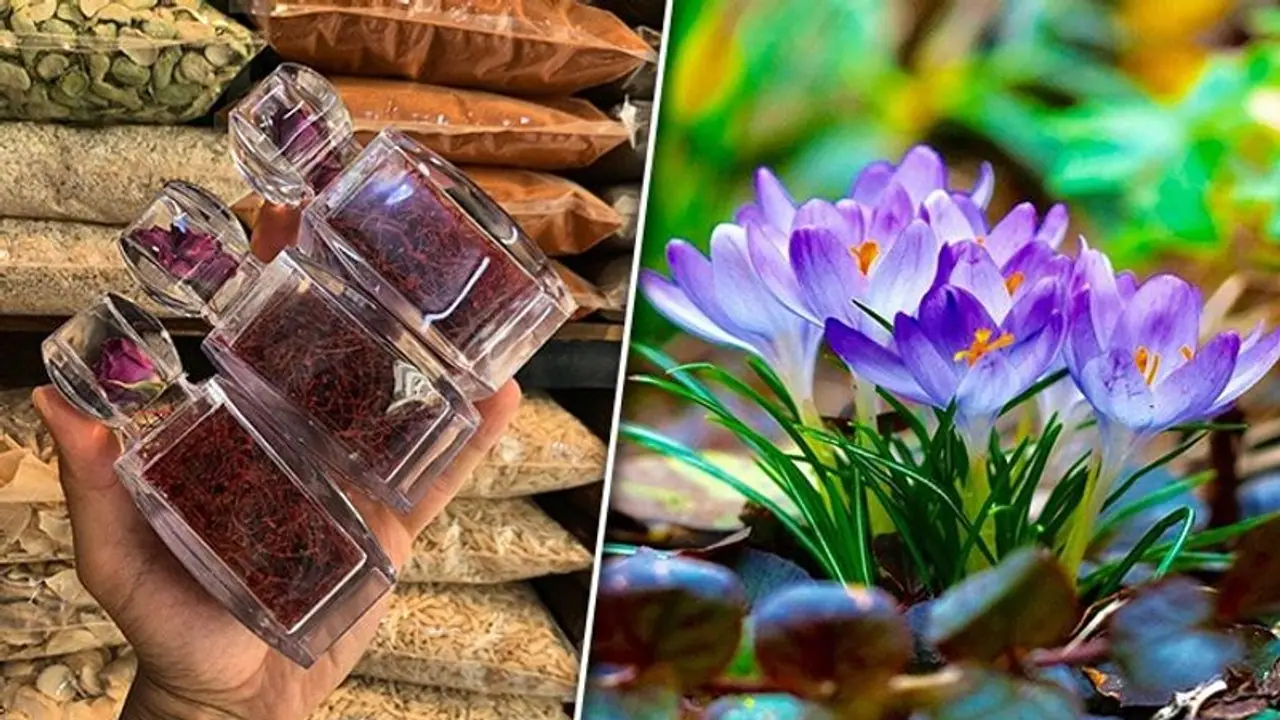 Saffron: The Golden Spice with 7 amazing health benefits