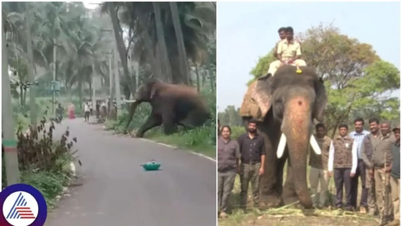ಕಾಡಾನೆಗಳನ್ನು ನಿಯಂತ್ರಿಸಲು ಯುವಕರಿಗೆ ವಿಶೇಷ ತರಬೇತಿ ಆಯೋಜನೆ ಕಾಡಾನೆಗಳನ್ನು ನಿಯಂತ್ರಿಸಲು ಯುವಕರಿಗೆ ವಿಶೇಷ ತರಬೇತಿ ಆಯೋಜನೆ