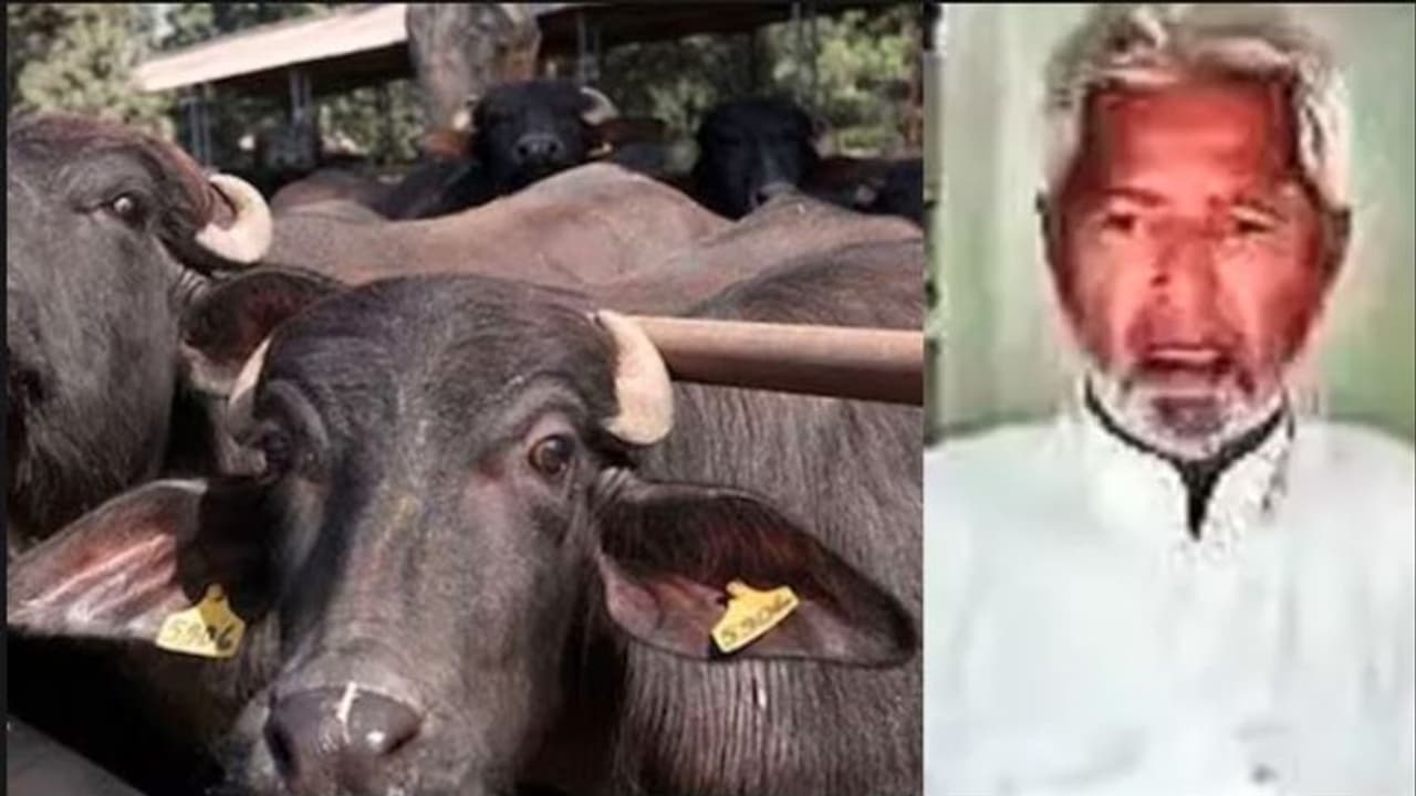 ಎಮ್ಮೆಗೆ ಡಿಕ್ಕಿ:ಹಾಸಿಗೆ ಹಿಡಿದ 83ರ ವೃದ್ಧನ ವಿರುದ್ಧ 29 ವರ್ಷ ಹಳೆ ಕೇಸಲ್ಲಿ ಬಂಧನ ವಾರಂಟ್‌